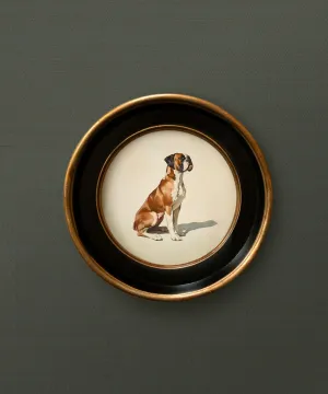 A Seated Boxer