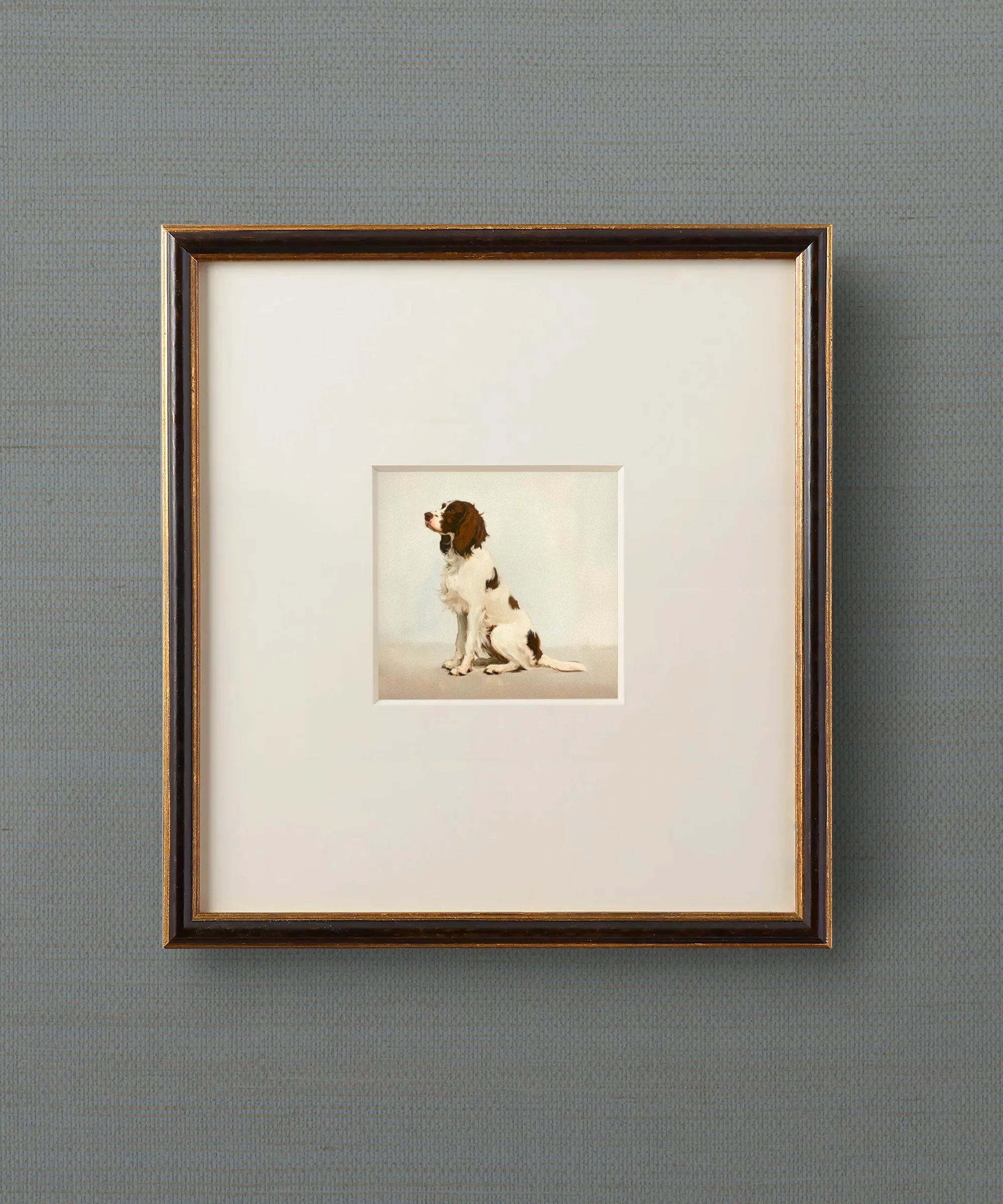 A Seated Springer Spaniel